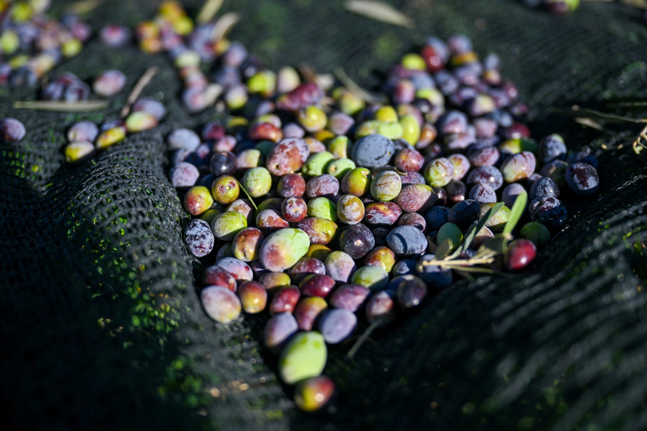 BORNOVA’DA 1500 ZEYTİN AĞACINDA HASAT BAŞLADI BORNOVA’DA 1500 ZEYTİN AĞACINDA HASAT BAŞLADI