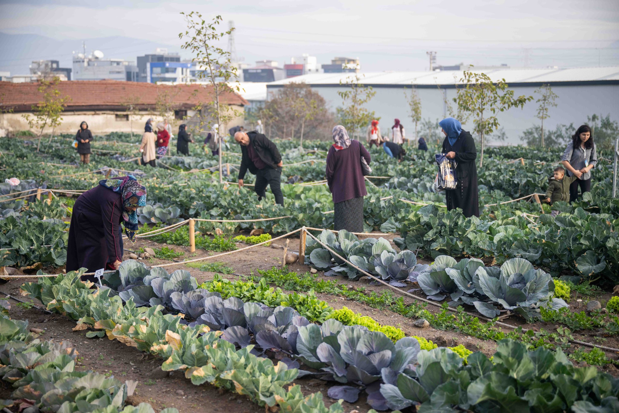 BORNOVA’DA KENT BOSTANLARINDA HASAT COŞKUSU BORNOVA’DA KENT BOSTANLARINDA HASAT COŞKUSU