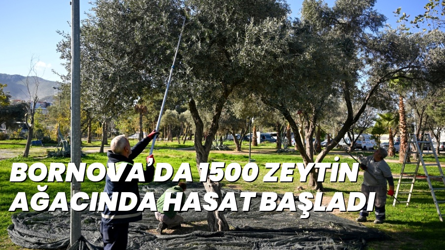 BORNOVA’DA 1500 ZEYTİN AĞACINDA HASAT BAŞLADI