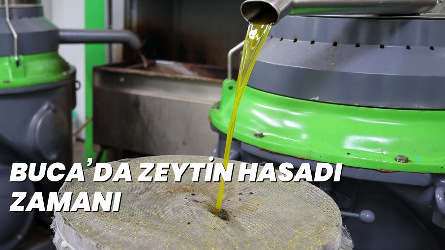 BUCA’DA ZEYTİN HASADI ZAMANI