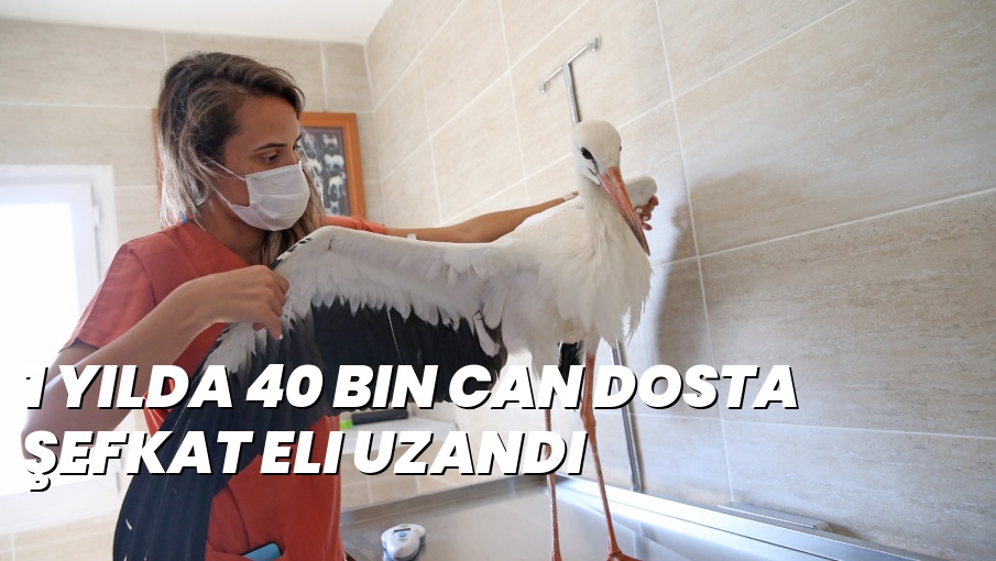 1 yılda 40 bin can dosta şefkat eli uzandı