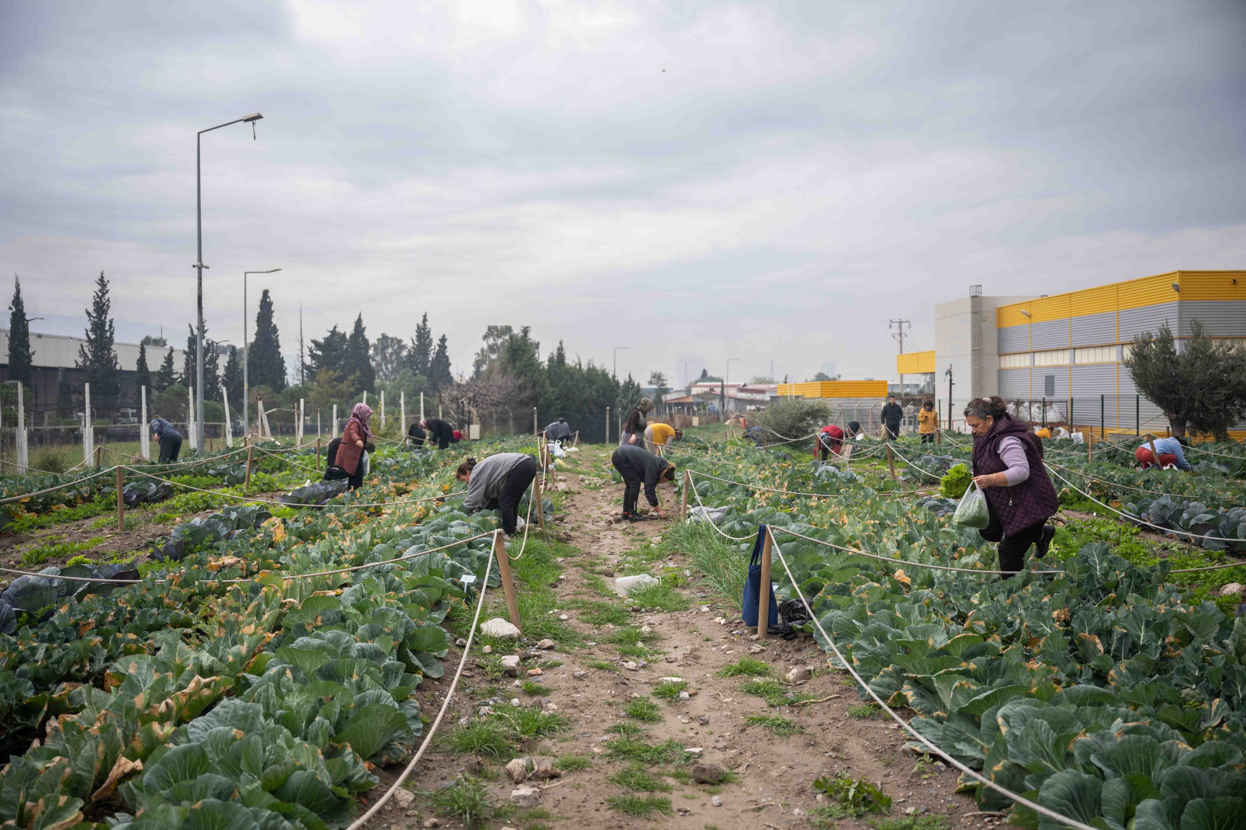 BORNOVA’DA KENT BOSTANLARINDA HASAT COŞKUSU BORNOVA’DA KENT BOSTANLARINDA HASAT COŞKUSU